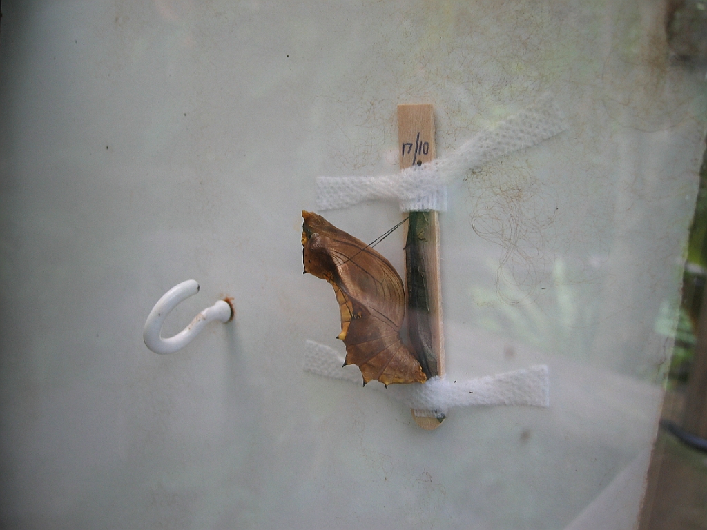 096 Kuranda Butterfly Sanctuary.jpg